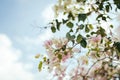 Soft and elegant blooming tree branch