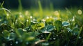 Soft and ethereal bokeh background of natural green grass with sparkling water droplets