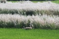 Soft feather grass Royalty Free Stock Photo