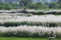 Soft feather grass Royalty Free Stock Photo