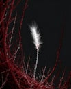 Soft Feather Triggering Violent Red Chain Reaction Nervous System Royalty Free Stock Photo