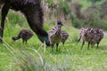 Baby Emu chicks with their Dad Royalty Free Stock Photo