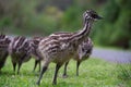 Baby Emu chick close up striking a pose