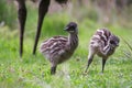 Baby Emu chicks close up next to father