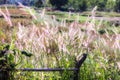 The soft feathered grass has a scientific name, Pennisetum pedicellatum Trin. Royalty Free Stock Photo