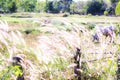 The soft feathered grass has a scientific name, Pennisetum pedicellatum Trin. Royalty Free Stock Photo