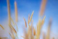 The soft feathered grass has a scientific name, Pennisetum pedicellatum Trin. Royalty Free Stock Photo