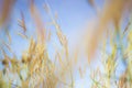 The soft feathered grass has a scientific name, Pennisetum pedicellatum Trin. Royalty Free Stock Photo