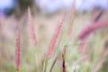 The soft feathered grass has a scientific name, Pennisetum pedicellatum Trin. Royalty Free Stock Photo