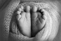 Soft feet of a newborn in a blancket. Close-up of toes, heels and feet of baby. Black and white studio macro photography Royalty Free Stock Photo