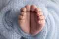 Soft feet of a newborn in a blue woolen blanket. Close-up of toes, heels and foot of a newborn baby. Royalty Free Stock Photo