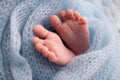 Soft feet of a newborn in a blue woolen blanket. Close-up of toes, heels and foot of a newborn baby. Royalty Free Stock Photo