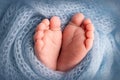 Soft feet of a newborn in a blue woolen blanket. Close-up of toes, heels and foot of a newborn baby. Royalty Free Stock Photo