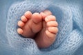 Soft feet of a newborn in a blue woolen blanket. Close-up of toes, heels and foot of a newborn baby. Royalty Free Stock Photo