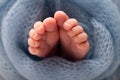 Soft feet of a newborn in a blue woolen blanket. Close-up of toes, heels and foot of a newborn baby. Royalty Free Stock Photo