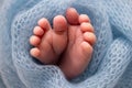 Soft feet of a newborn in a blue woolen blanket. Close-up of toes, heels and foot of a newborn baby. Royalty Free Stock Photo