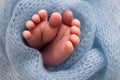 Soft feet of a newborn in a blue woolen blanket. Close-up of toes, heels and foot of a newborn baby. Royalty Free Stock Photo