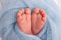 Soft feet of a newborn in a blue woolen blanket. Close-up of toes, heels and foot of a newborn baby. Royalty Free Stock Photo