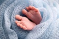 Soft feet of a newborn in a blue woolen blanket. Close-up of toes, heels and foot of a newborn baby. Royalty Free Stock Photo