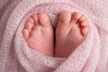 Soft feet of a new born in a pink wool blanket. Close-up of toes, heels and feet of a newborn. Macro photography of foot Royalty Free Stock Photo