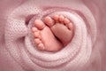 Soft feet of a newborn in a pink woolen blanket. Close-up of toes, heels and feet of a newborn baby Royalty Free Stock Photo