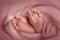 Soft feet of a newborn in a pink woolen blanket. toes, heels and feet of a baby. Royalty Free Stock Photo