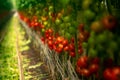 Soft filter effect. Dutch bio farming, big greenhouse with tomato plants, growing indoor, ripe and unripe tomatoes on vines Royalty Free Stock Photo