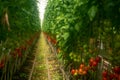 Soft filter effect. Dutch bio farming, big greenhouse with tomato plants, growing indoor, ripe and unripe tomatoes on vines Royalty Free Stock Photo