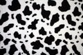 Soft fleece blanket in cow pattern Royalty Free Stock Photo