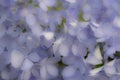 Soft floral hydrangia background Royalty Free Stock Photo