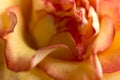 Soft floral yellow abstract background. Macro blur flower. Multicolor orange rose. Royalty Free Stock Photo