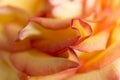 Soft floral yellow abstract background. Macro blur flower. Multicolor orange rose. Royalty Free Stock Photo