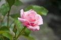 Soft flower petals. rose garden in spring. tender pink rose bush. beautiful fresh roses in nature Royalty Free Stock Photo