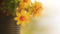 Soft flowers images, Singapore daisy flowers in black pot. Close up yellow flowers in blur background. High resolution banner, Royalty Free Stock Photo