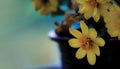 Soft flowers images, Singapore daisy flowers in black pot. Close up yellow flowers in blur background. High resolution banner, Royalty Free Stock Photo