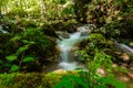 soft flowing little waterfall with green plants in a forest Royalty Free Stock Photo