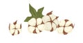 Soft fluffy buds of cotton flowers with leaf. Botanical composition with coton bolls. Realistic drawing of fiber plant