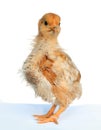 Soft and fluffy chick Royalty Free Stock Photo