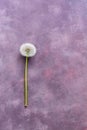 Soft fluffy dandelion on a purple background lay flat. Beautiful art image. Copy space