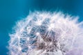 Soft fluffy dandelion seeds close up with water droplets on a blue background Royalty Free Stock Photo