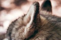 Details, body parts of a large Northern sled dog. Soft fluffy ears of the Alaskan Malamute gray color close-up