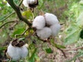 Soft fluffy fiber cotton plant.