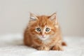 A soft and fluffy ginger kitten with deep, soulful eyes lies comfortably