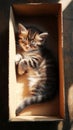 A soft, fluffy kitten rests in the corner of a box, cozy and quiet, with its fur gentle against the plain cardboard Royalty Free Stock Photo