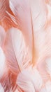 Soft, fluffy pink feathers overlap, creating a gentle and elegant background, perfect for adding a touch of romance and