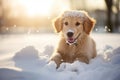 soft fluffy snow covers the head of a red dog after the winter games