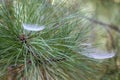 Soft Fluffy Spider Webs in Ponderosa Pine Needles Royalty Free Stock Photo