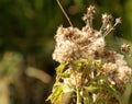 Thistle Seed heads in Autumn sunshine Royalty Free Stock Photo