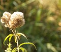 Thistle Seed heads in Autumn sunshine Royalty Free Stock Photo