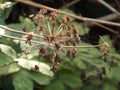 Thistle Seed heads in Autumn sunshine Royalty Free Stock Photo
